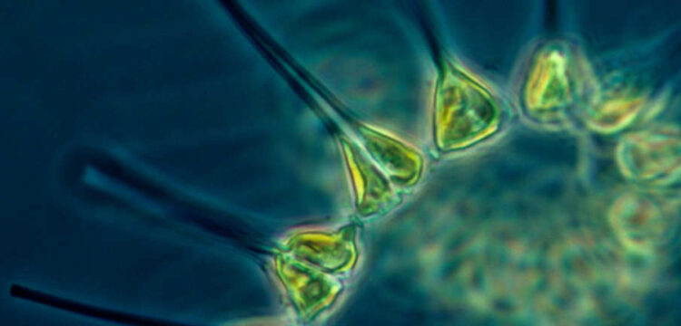 Photo of plant cells by NOAA on Unsplash