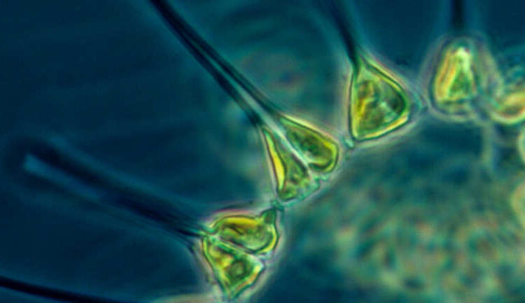 Photo of plant cells by NOAA on Unsplash